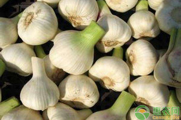 今日大蒜价格最新行情,今日大蒜行情最新价格走势