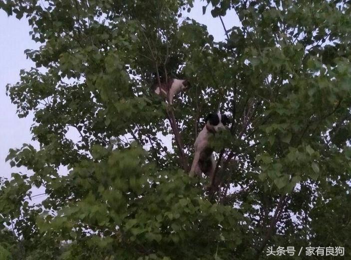 中国四大猎犬,中国最稀有的四种猎犬