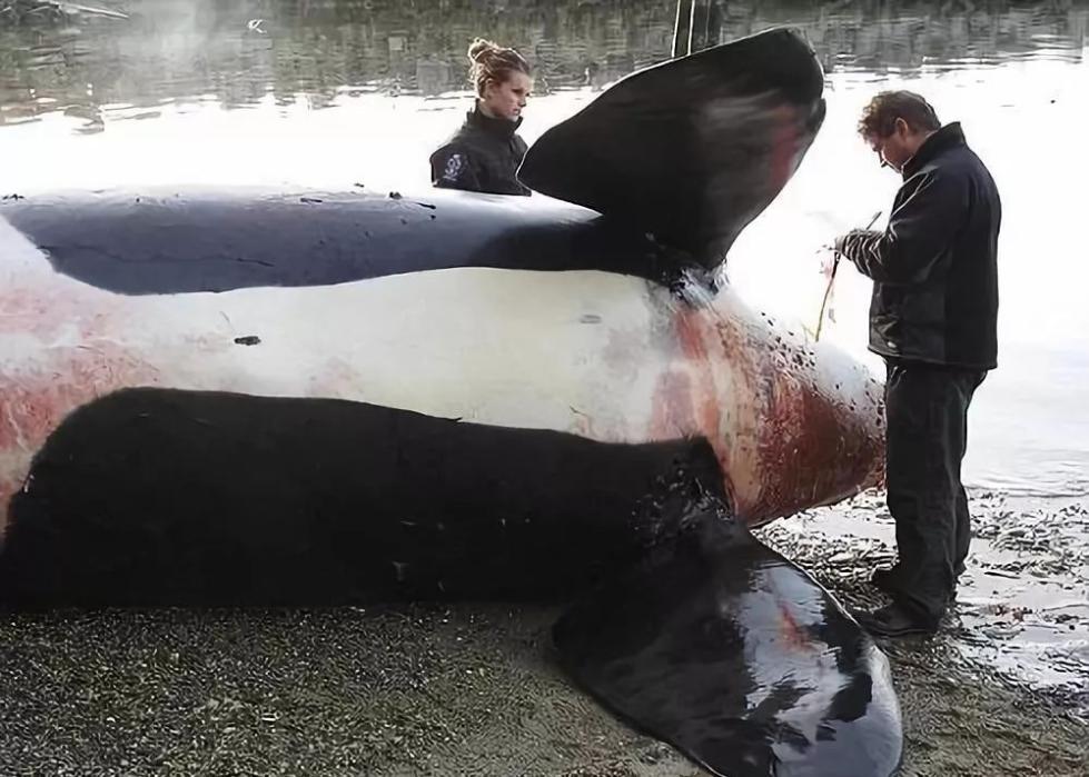 朋友圈里卖低价服装的真相,揭露各种海外代购真相