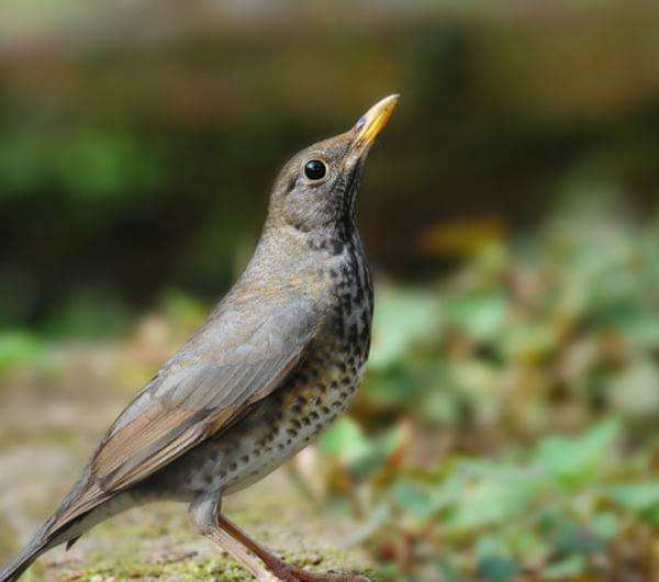 收集粮食的鸟，卡西利亚鸟一天就能收集300克