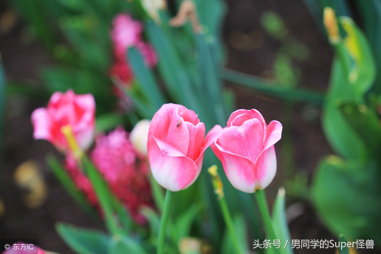 荷兰国花郁金香风车,荷兰的国花是什么花郁金香