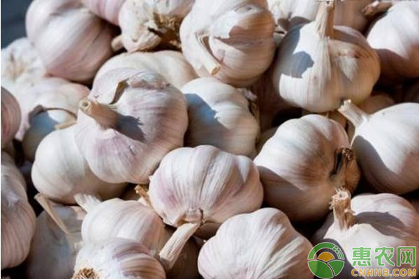 今日大蒜行情价格是多少,今日大蒜价格行情怎么样啊