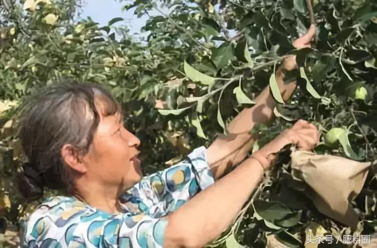 苹果套袋和桃套袋袋子有区别吗,套袋苹果和抽真空哪个好
