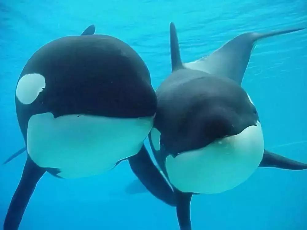 真正的代购骗局,代购究竟有多暴利