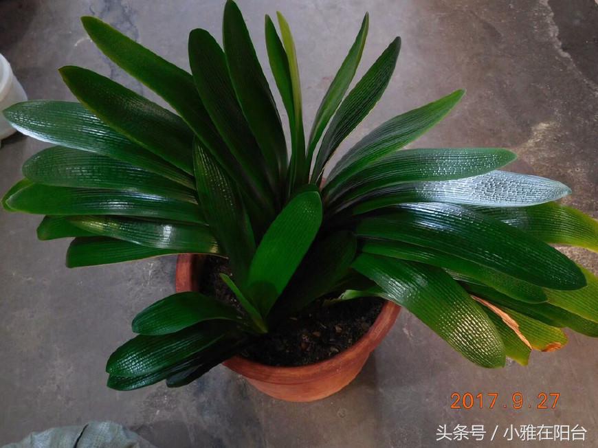 君子兰如何养殖才能长得更旺盛,老花农几招教你怎样养好君子兰