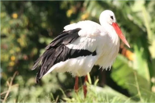 2018世界杯巡礼沙特,2018世界杯巡礼克罗地亚