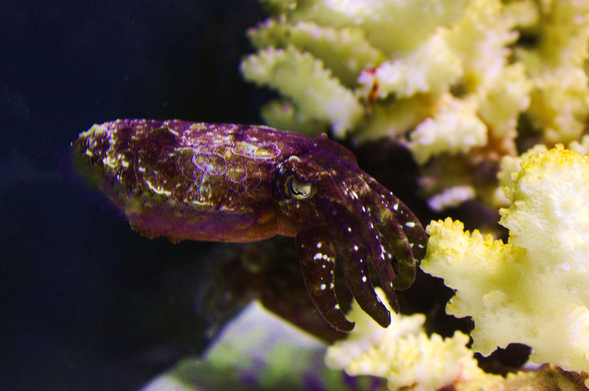 章鱼和乌贼墨鱼有什么区别,章鱼鱿鱼墨鱼乌贼是同一科吗