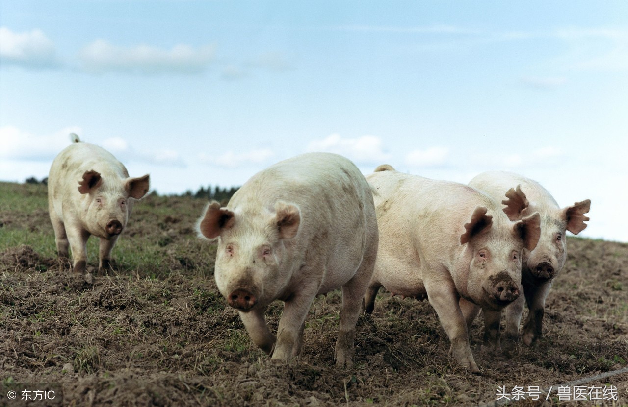 拨开迷雾看本质下一句是什么,拨开迷雾看迷雾