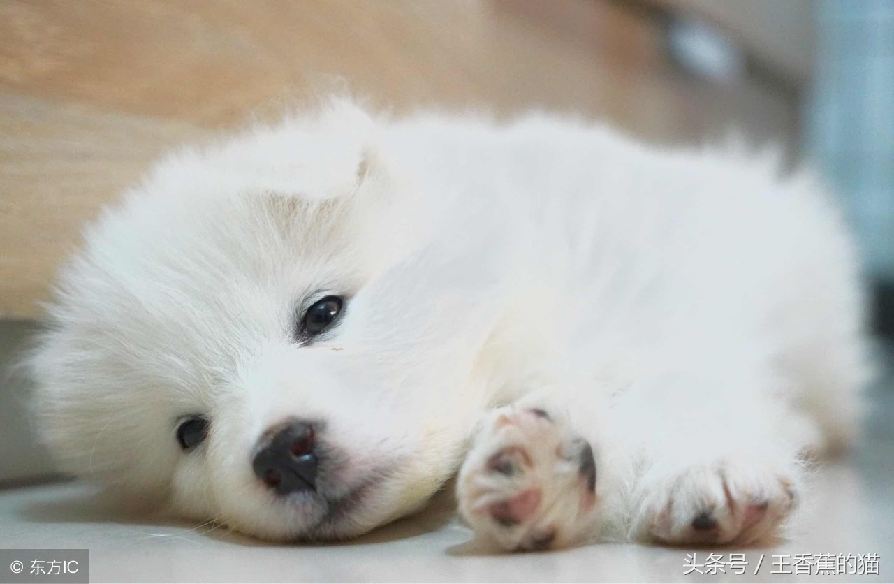 萨摩耶幼犬为什么会拉肚子,萨摩耶幼犬拉肚子怎么办
