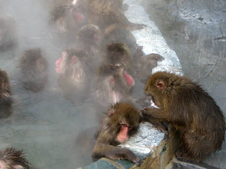日本猴子泡温泉,日本猴子泡温泉表情