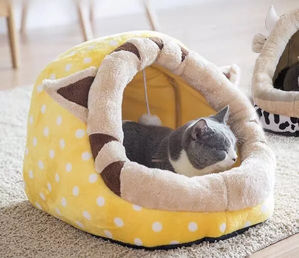 超级推荐的猫,推荐猫最爱吃的东西还很便宜