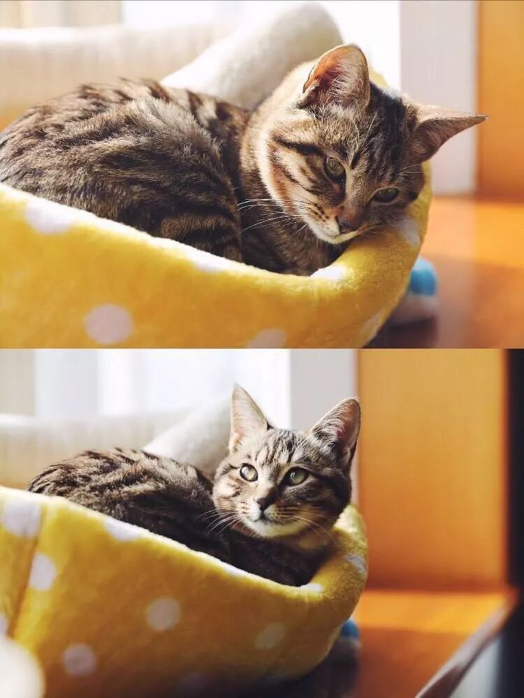 超级推荐的猫,推荐猫最爱吃的东西还很便宜