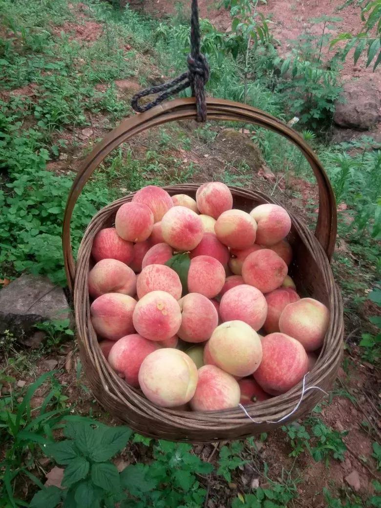 成都摘桃子地方推荐,桃子熟了去摘桃