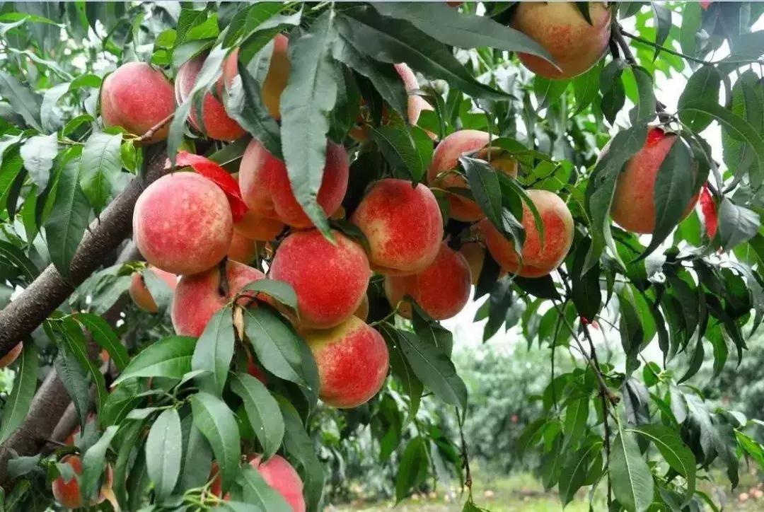 成都摘桃子地方推荐,桃子熟了去摘桃