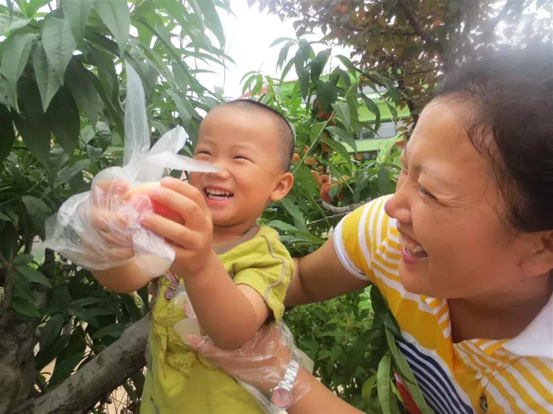 成都摘桃子地方推荐,桃子熟了去摘桃