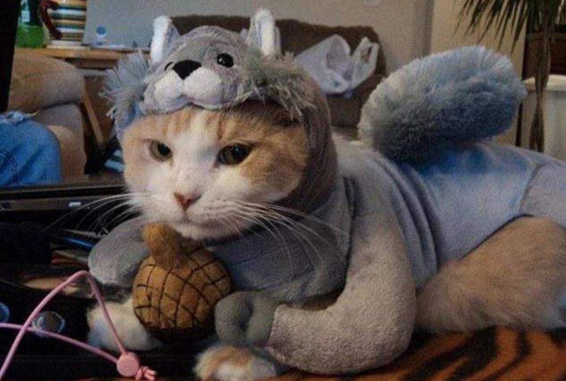 猫咪尿沙发怎么去除猫尿味,猫咪尿床上了怎么去除猫尿味