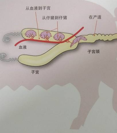 为什么母猪每次都能轻松生个十几头小猪