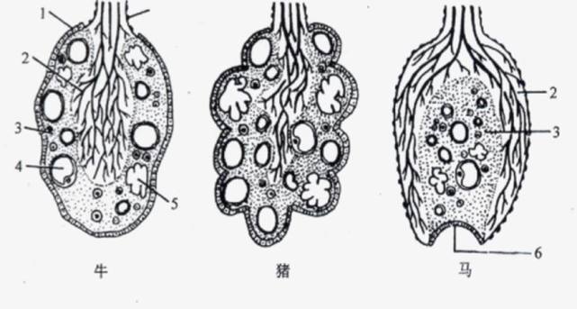为什么母猪每次都能轻松生个十几头小猪