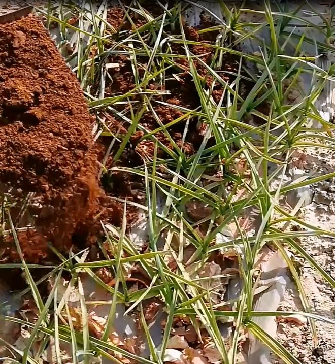 种大蒜的技巧和方法,种植大蒜的技巧和方法