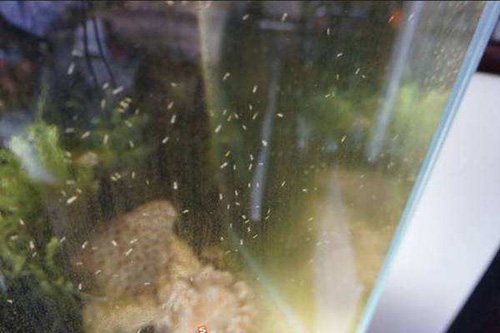 鱼缸爆发蛋白虫和溅水藻怎么办,鱼缸爆发蛋白虫怎么办