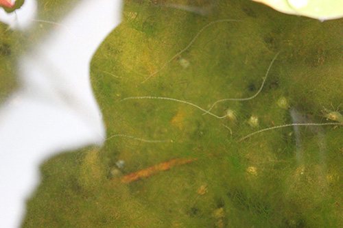 鱼缸爆发蛋白虫和溅水藻怎么办,鱼缸爆发蛋白虫怎么办