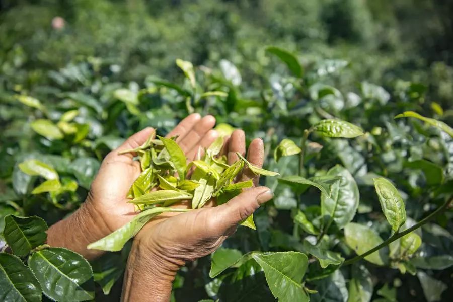 他找来浙大团队，用茶研发洗护用品，成了日本人都在代购的新国货