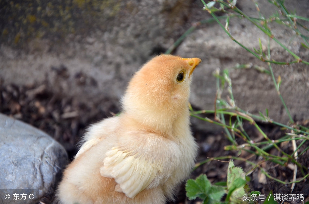 养殖鸡打喷嚏,鸡打蔫缩脖怎么办