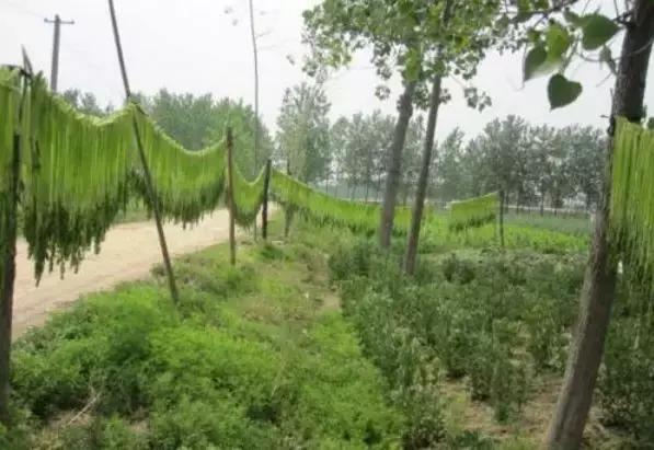 徐州有什么好吃的特产可以带走的,徐州特产送人必买清单大全