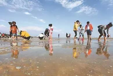 赣榆赶海海葵,自驾游露营野炊赶海