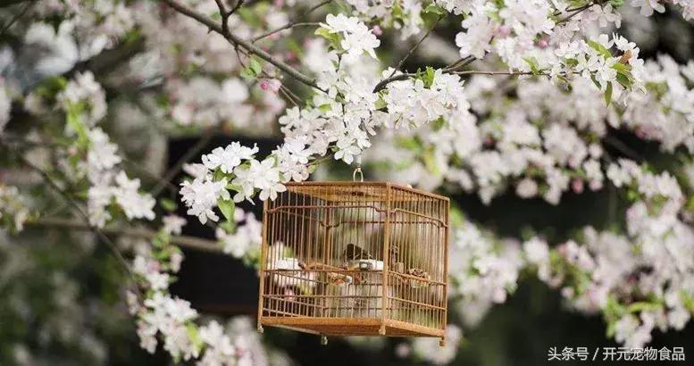 养鸟注意什么事,养鸟最要注意的事情是哪些