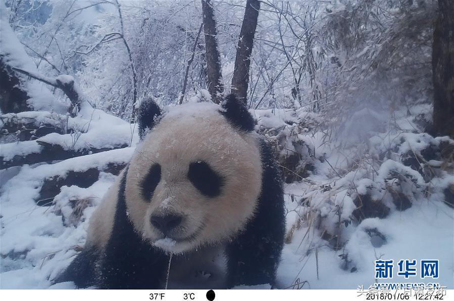 对野生大熊猫的保护,野生大熊猫保护好消息