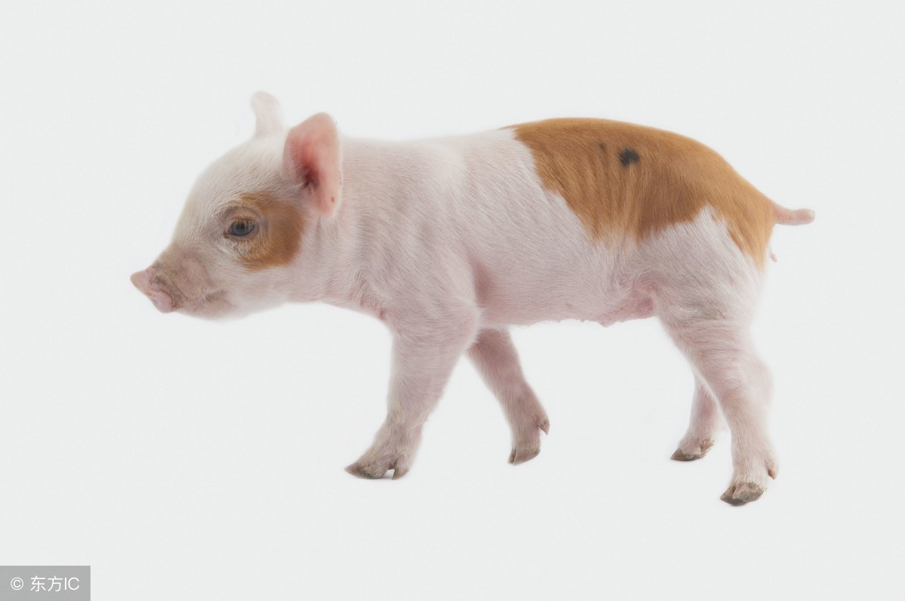 原来母猪无乳可以这样治！多年养猪人三招教你搞定母猪无乳综合征