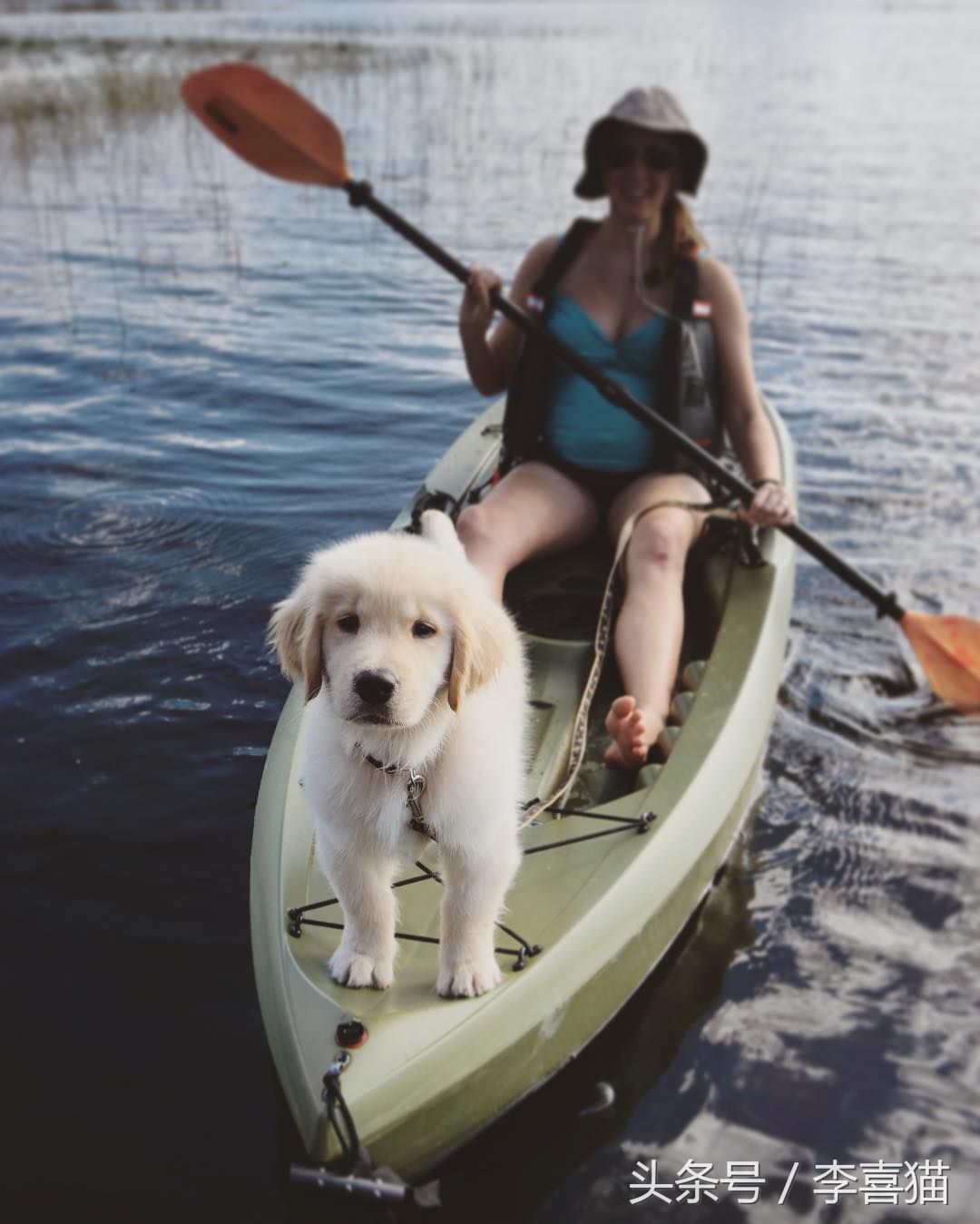 边牧比哈士奇精力更旺盛,比金毛还大的边牧