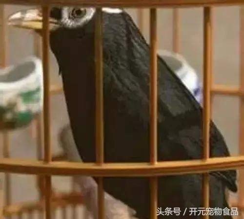 极品画眉鸟头型显示大图,极品画眉斗鸟选择