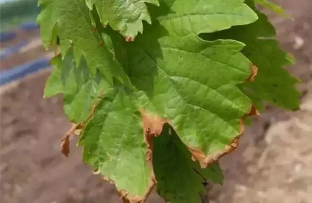 近期葡萄叶片发黄枯叶,葡萄枯叶有几种