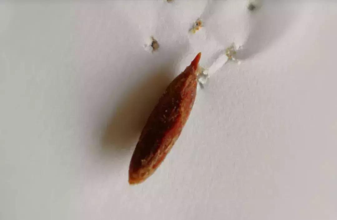 误吞枣核医生自救,医生误吞枣核成功自救