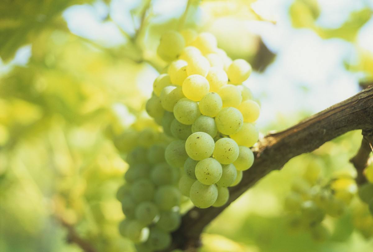 德国的初级葡萄酒怎么样,德国黑皮诺干红葡萄酒