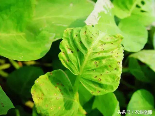 空心菜褐斑病用什么药好,空心菜茎腐病的防治