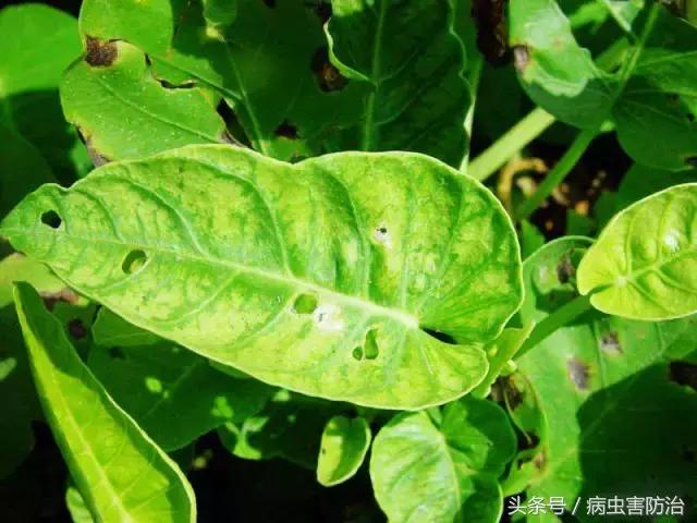 空心菜轮斑病,空心菜病毒病如何防治最佳