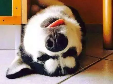 鍝堝＋濂囨櫤鍟嗕笉浣庤タ浼埄浜氶洩姗囩姮,鍝堝＋濂囨槸闆﹪鐘惂