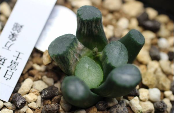 这工资还不够买一颗肉的……