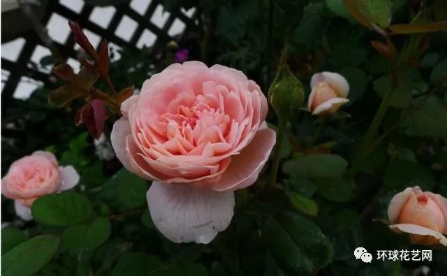 十大最稀有的玫瑰花品种图片,稀有玫瑰花品种大全图片