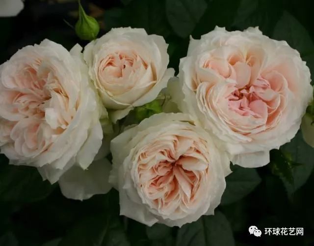 十大最稀有的玫瑰花品种图片,稀有玫瑰花品种大全图片