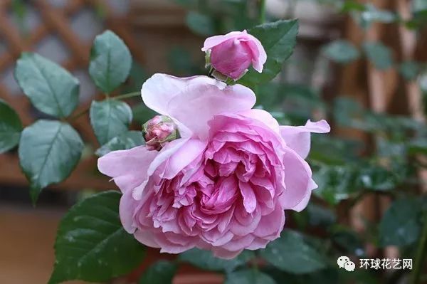 十大最稀有的玫瑰花品种图片,稀有玫瑰花品种大全图片