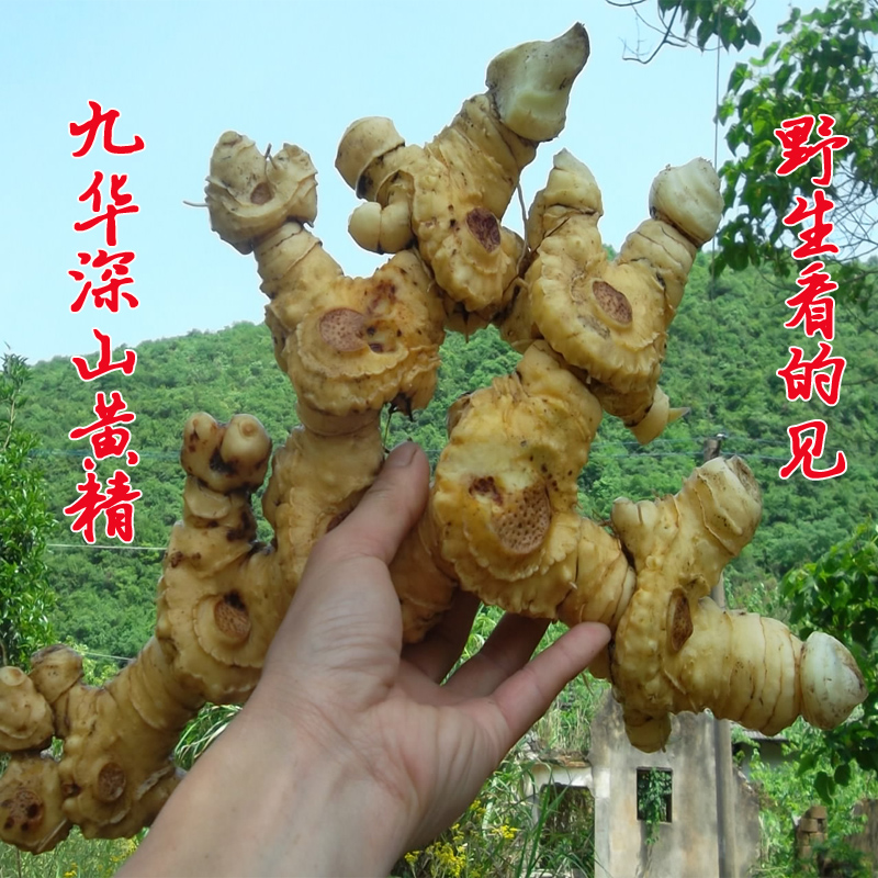 黄精起垄种植的间距,种植的九华黄精