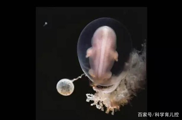 精子的产生全过程,精子从开始到最后的过程