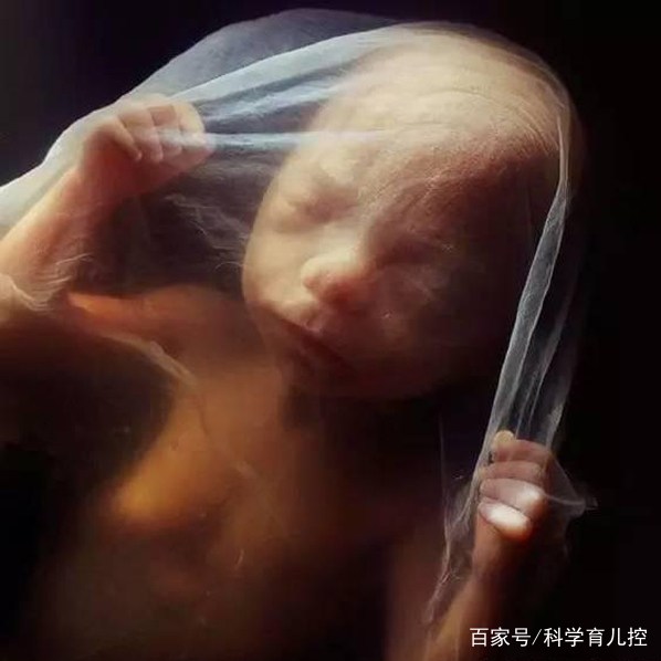 精子经过的四个过程,精子产生与吸收过程