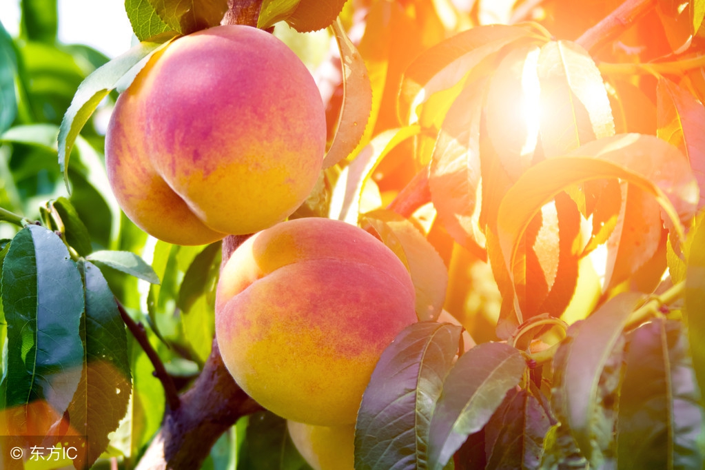 桃树打控旺药树叶发黄不旺怎么办,桃子还没熟就烂了怎么回事