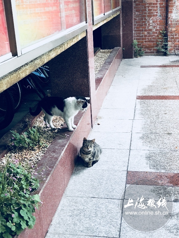 绿树成荫景色宜人清新空气,绿树成荫环境优美空气清新