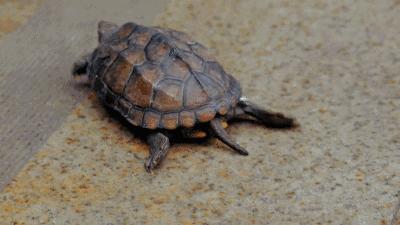 湿气大是拔罐祛湿还是喝中药,湿气重的人怎么排湿拔罐出水蒸气